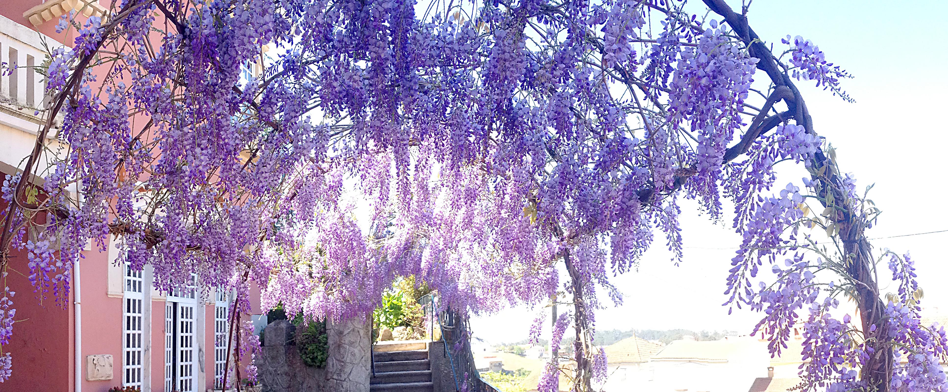 Alegre - Bussaco Boutique Hotel Luso  Εξωτερικό φωτογραφία